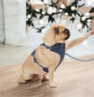 Luxury Harness + Lead Walking Set | Sand & Midnight